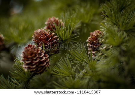 Forrest wood and Pinecone