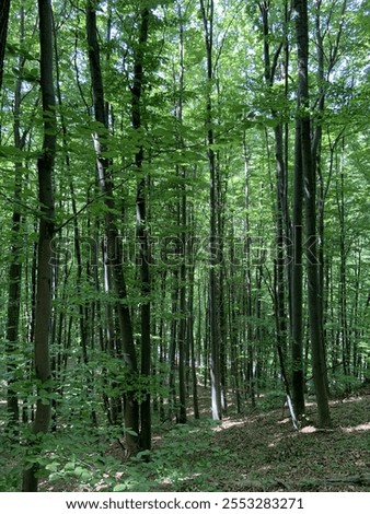 Forrest Woods Trees Nature Green Peaceful 