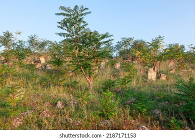Forsaken antique cemetery . Overgrown area with headstones - Shutterstock ID 2187171153
