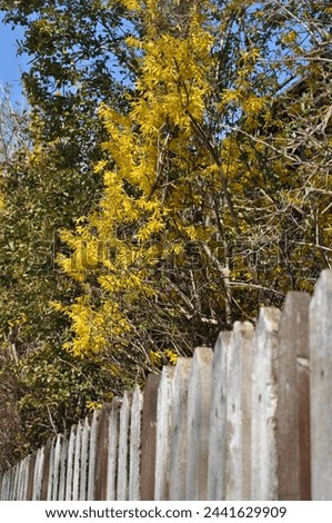 forsithia - yellow flowers - hello march - hello april - hello spring 