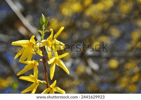 forsithia - yellow flowers - hello march - hello april - hello spring 