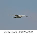 Forster tern young in flight