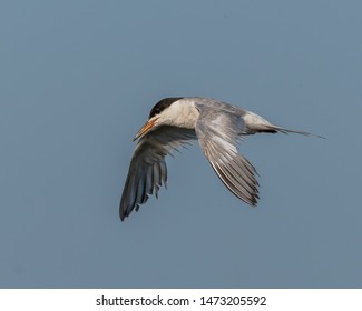 Forsters Tern (Sterna Forsteri) Flying 