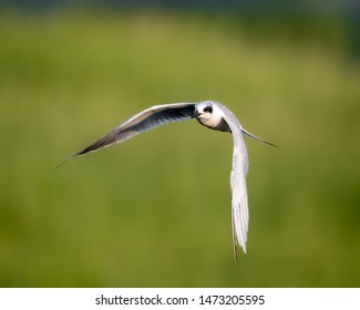 Forsters Tern (Sterna Forsteri) Flying 