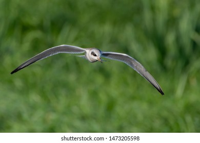 Forsters Tern (Sterna Forsteri) Flying 