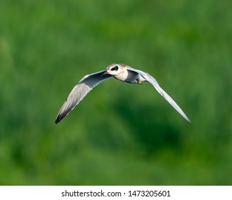 Forsters Tern (Sterna Forsteri) Flying 