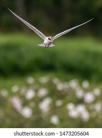 Forsters Tern (Sterna Forsteri) Flying