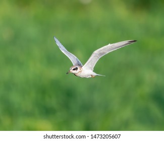 Forsters Tern (Sterna Forsteri) Flying 