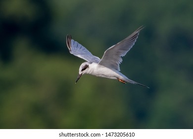 Forsters Tern (Sterna Forsteri) Flying 