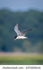 Forsters Tern (Sterna Forsteri) Flying 