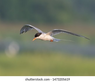 Forsters Tern (Sterna Forsteri) Flying 