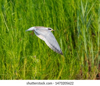 Forsters Tern (Sterna Forsteri) Flying 