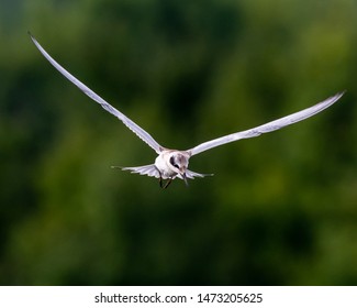 Forsters Tern (Sterna Forsteri) Flying 