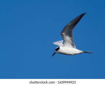 Forster's tern, Sterna forsteri, Single bird in flight, Baja California, Mexico, January 2020