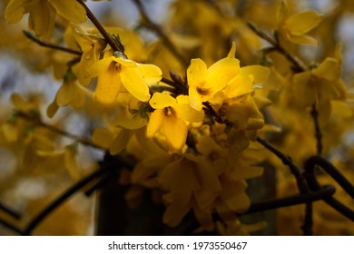Forsythia. Blooming forsythia bush. Yellow flower on a branch of forsythia. The beauty of spring nature. - Shutterstock ID 1973550467