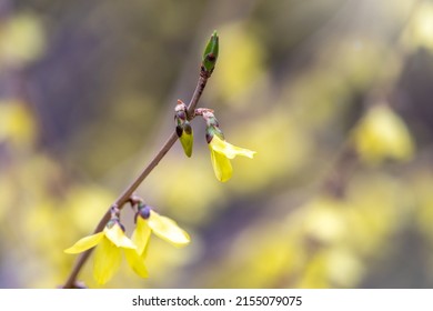 Forsythia. Blooming forsythia bush. Yellow flower on a branch of forsythia. The beauty of spring nature.