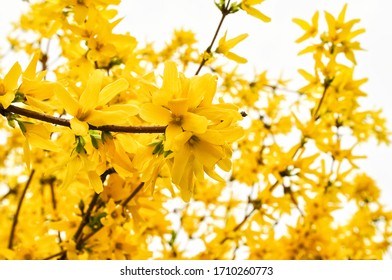 Forsythia Bush Bloom Natural Background Stock Photo 1710260773 