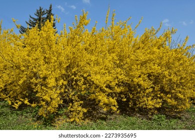Forsythia bush blooms in spring in nature. 