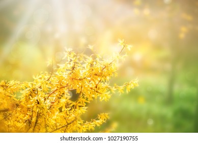 Forsythia flowers in front of with green grass and blue sky. Golden Bell, Border Forsythia (Forsythia x intermedia, europaea) blooming in spring garden bush, sun backlight. 