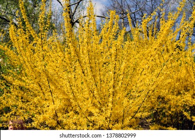Forsythia flowers in front of with green grass and blue sky. Golden Bell, Border Forsythia (Forsythia x intermedia, europaea) blooming in spring garden bush