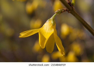 Forsythia is a genus of shrubs and small trees of the Olive family. Yellow blooming flowers of forsythia in spring close-up. Intermediate forsythia, or border forsythia