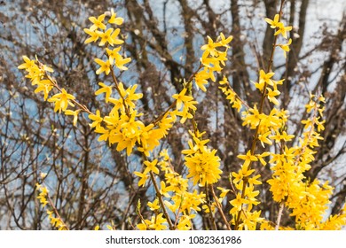 Forsythia One Plants Common Names Along Stock Photo Edit Now