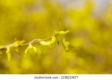 Forsythia Petals Close Up. Blooming Easter Tree In The Garden. Spring Yellow Floral Wallpaper. Golden Flowers Of Forsythia Bush