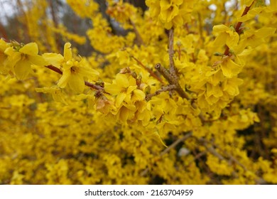 A forsythia plant (Forsythia spp) can add dramatic flair to a yard in the early spring.