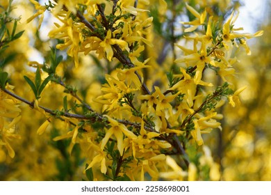 Forsythia shrub tree, genus olive, beautifully blooms in spring with yellow flowers in spring season