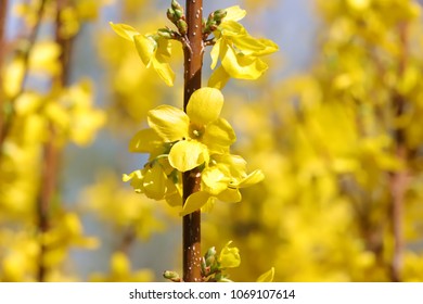 Forsythia Suspensa Hd Stock Images Shutterstock