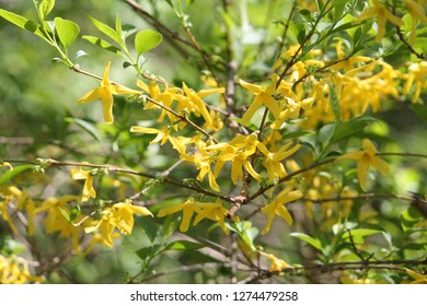 Forsythia Suspensa Hd Stock Images Shutterstock