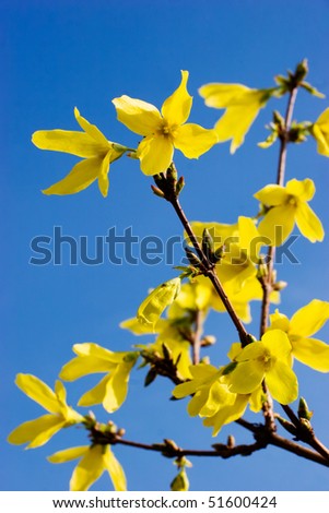 Similar – Goldglöckchen Natur