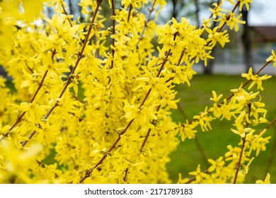 forsythia yellow flowers blooming in spring. blooming forsythia bush close-up. yellow bush blooms in spring. forsitia flowers. natural yellow background for design