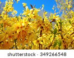 Forsythia(Golden bell flowers) in spring at Tikkurila park , Finland