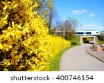 Forsythia(Golden bell flowers) in spring at Tikkurila park and train in background, Finland