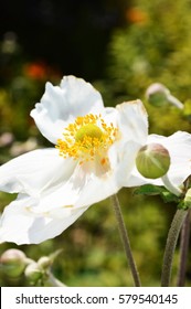 Fort Bragg Ca, Botanical Gardens