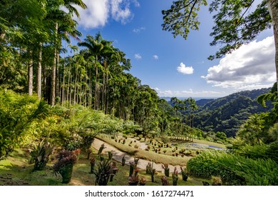 Fort De France, Martinique, FWI - Royal Palm Trees 