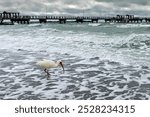 FORT DESOTO, FLORIDA USA - MARCH 24, 2021 - An American White Ibis searches the sand for food in the surf. 