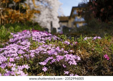 The fort hill creeping phlox on ground in the morning.