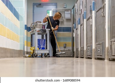 Fort Lauderdale, Florida / USA - 3/28/2020: Young Fit Man Wearing Gloves And A Blue Uniform Cleaning The Floor Of A Dog Kennel With Waterm Soap And A Squeegee At A County Animal Shelter Near Cage Door