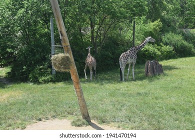 Fort Wayne, Indiana, USA - May 29 2016: Mom And Baby Reticulated Giraffe At The Fort Wayne Children's Zoo Near Wooden Pole With A Hanging Feed Basket Of Dry Straw Grass And Hay.