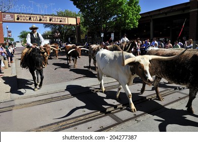 Fort Worth, Teas, USA, - March. 23. 2012: Fort Worth Herd Longhorn Cattle Drive at the Fort Worth Stockyards Historic District,  former livestock market, now main tourist attraction in Fort Worth, TX
