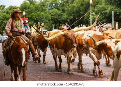 Fort Worth, Texas - June 19, 2017: A herd of longhorn cattle parading through the Fort Worth Stockyards accompanied by cowboys on horseback