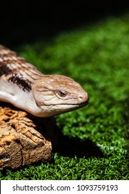 Fort Worth Zoo Lizard