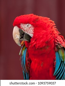 Fort Worth Zoo Parrot