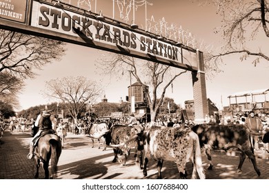 Fort Worth,Texas, Jan.4,2020 - Longhorn cattle drive at the Fort Worth Stockyards which happens ever day at 10:30 and 4:00 for free to experence.