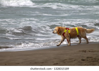 Forte Dei Marmi, Italy - 10 29 2017: Dog Training For Sea Rescue In Rough Water