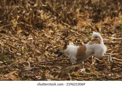 Fortuna, Missouri - October 22, 2020:  A Dog In Corn Fields In Rural Missouri Farmland.