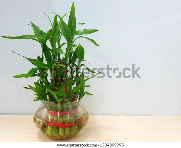 Fortune Plant Feng Shui Three Layer Stock Photo Edit Now 1504809995