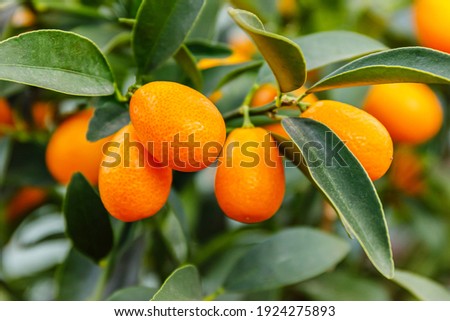 Fortunella margarita Kumquats ( or cumquats )  foliage and Oval fruits on kumquat  dwarf  tree, close up.